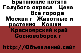 Британские котята Голубого окраса › Цена ­ 8 000 - Все города, Москва г. Животные и растения » Кошки   . Красноярский край,Сосновоборск г.